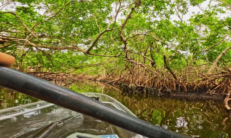 Explore Clam Bayou: 120-Minute Clear Kayak Mangrove Eco Tour