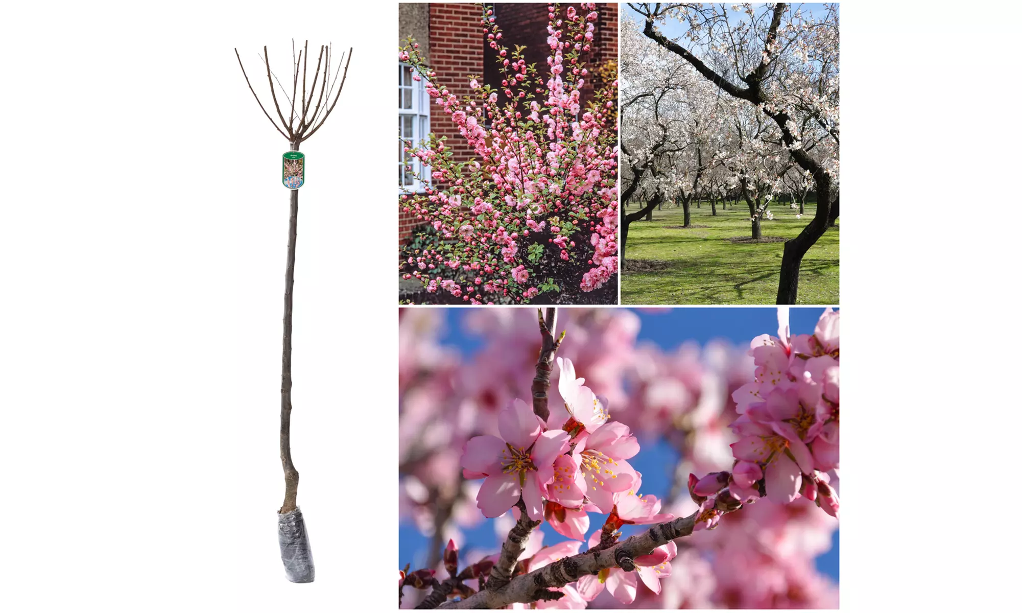 Prunus Triloba (amandelboom)