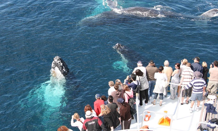 Spirit of the Gold Coast Whale Watching in - Main Beach, Gold Coast ...