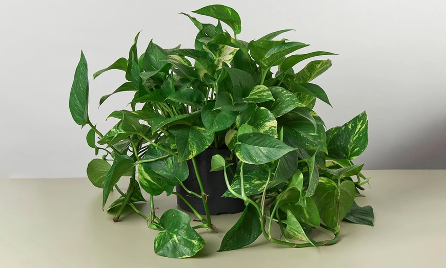 Image 15: Breathe Easier: Golden Pothos – Air-Purifying & Simple Care from House Plant Shop with Free Shipping Up to 15% Off