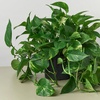 Image 15: Golden Pothos in 4", 6", and 8" Sizes with Free Shipping – Air-Purifying & Simple Care Plant Up to 15% Off