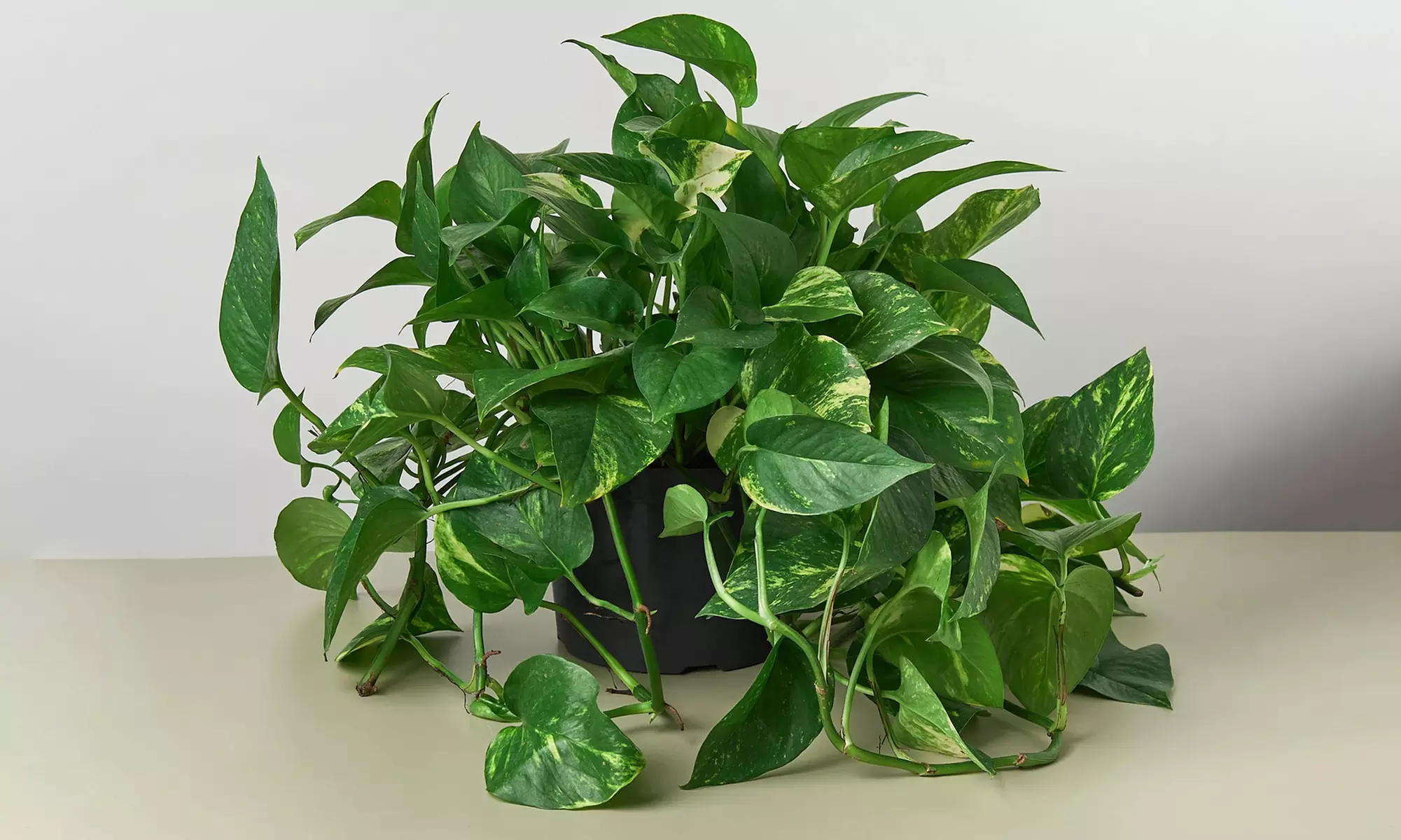 Breathe Easier: Golden Pothos – Air-Purifying & Simple Care from House Plant Shop with Free Shipping Up to 15% Off