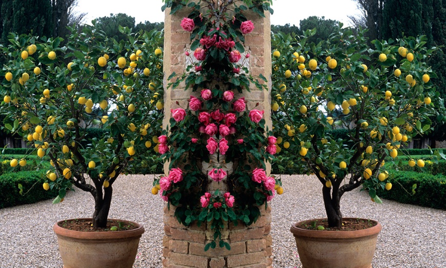 Image 5: Mediterranean Patio Fruit Collection
