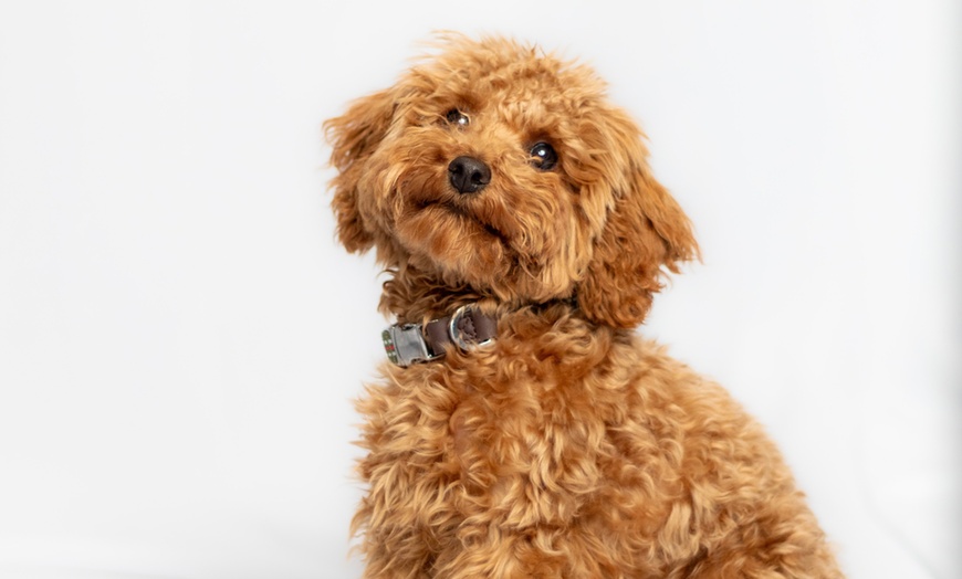 Image 2: 30-Min Pet Photoshoot – Solo or with Owner + Photo Package Included
