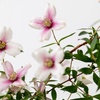 Image 2: 1 or 2 Philadelphus Petite Perfume Pink Potted Plants