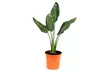 Strelitzia Reginae Birds of Paradise - 25-38 cm, 1-2M, Flores de abril a octubre - Second Medium