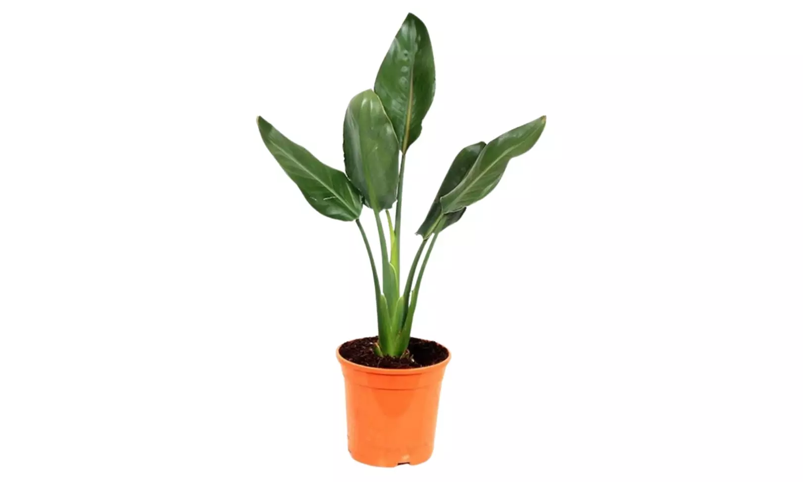 3 plants d'oiseaux de paradis "Strelitzia Reginae"