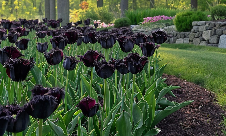 Image 4: Tot 20 'Parrot Mix'-tulpenbollen