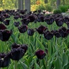 Image 4: Tot 20 'Parrot Mix'-tulpenbollen