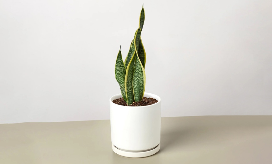 Image 19: Air Purifying Snake Plant 'Laurentii' from House Plant Shop with Free Shipping (Up to 15% Off)