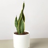 Image 19: Snake Plant 'Laurentii' in 3", 4", and 6" Sizes with Free Shipping (Up to 15% Off)