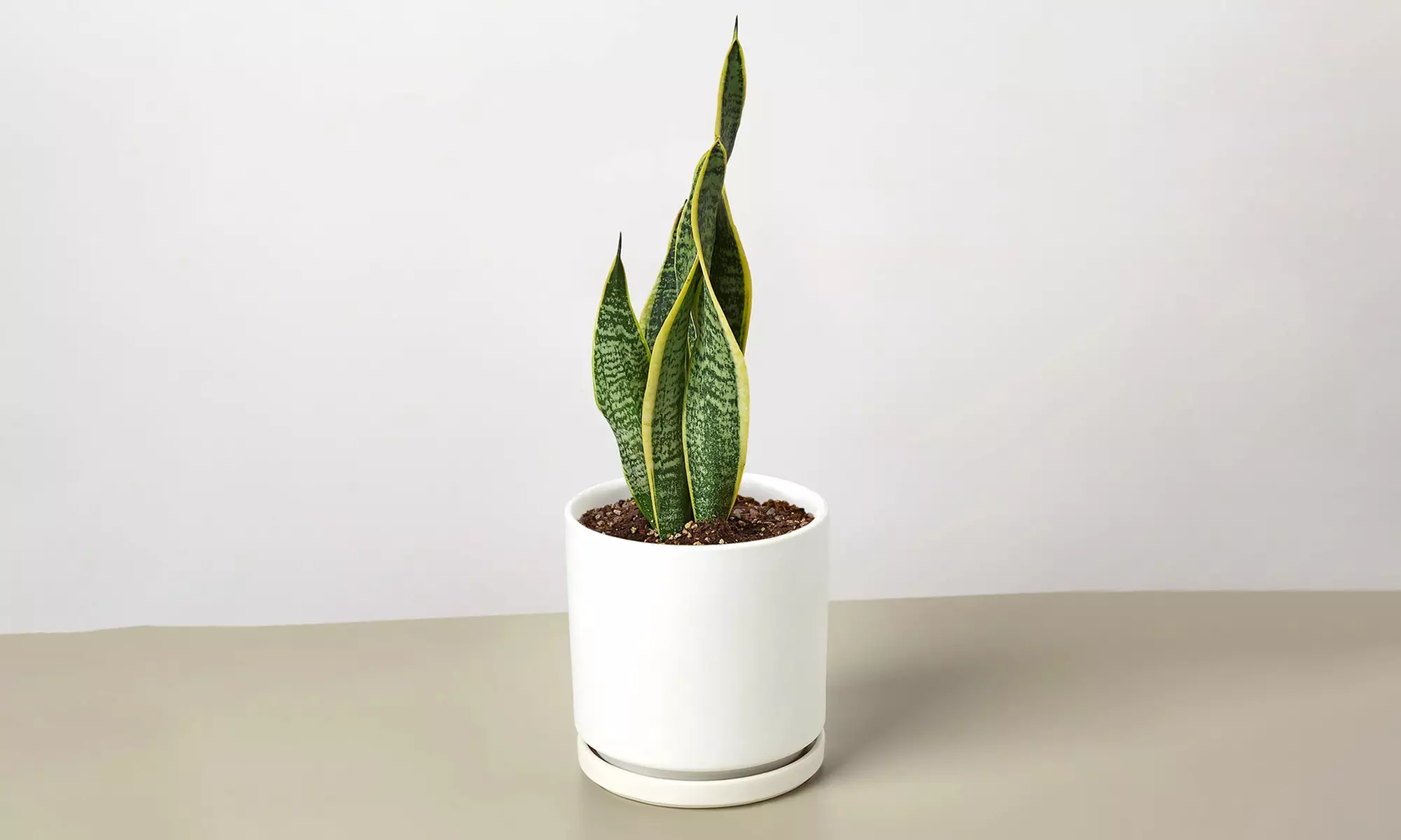 Air Purifying Snake Plant 'Laurentii' from House Plant Shop with Free Shipping (Up to 15% Off)