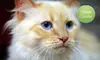 $10 Donation to Help Spay or Neuter Cats