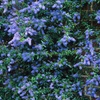 Image 1: Californian Lilac on Trellis, Established Plant in a 17cm Pot 