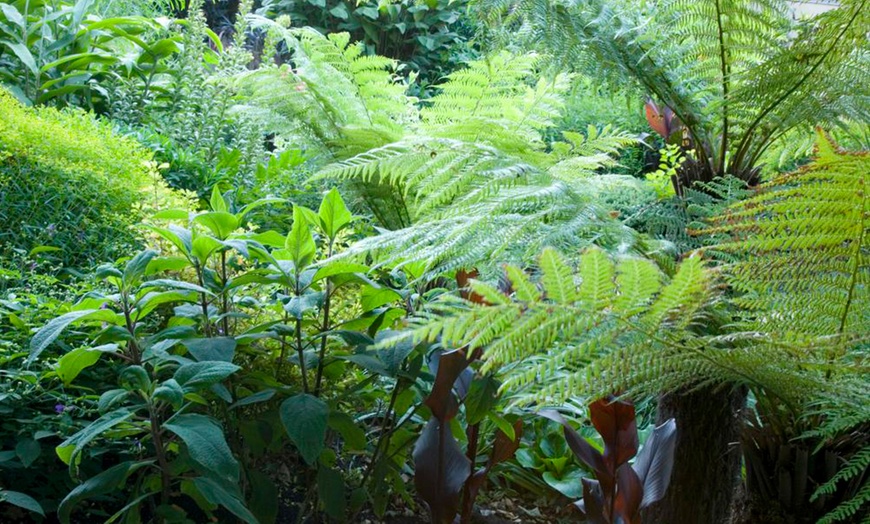 Image 4: One or Three Australian Tree Fern