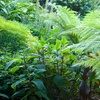 Image 4: One or Three Australian Tree Fern