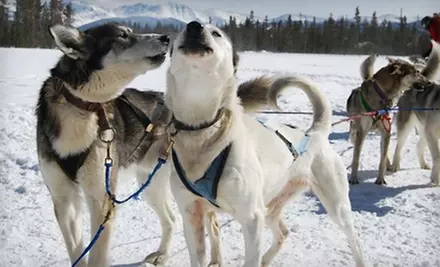$92 for a Scenic Dogsled Ride for Two from Dog Sled Rides of Winter Park ($185 Value). Two Options Available. - Primary Image