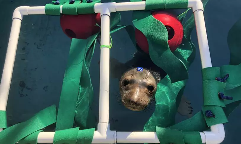 Explore Marine Mammal Rescue: Admissions & Guided Tours For 1, 2, or 4
