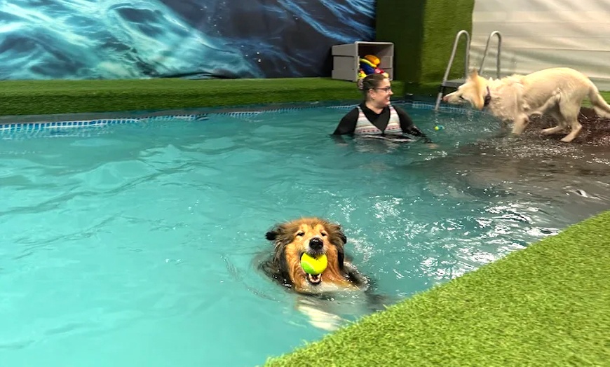 Image 5: Water Fun Awaits: Doggy Fun Swim Session (Owners Welcome to Swim Too)
