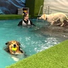 Image 5: Water Fun Awaits: Doggy Fun Swim Session (Owners Welcome to Swim Too)