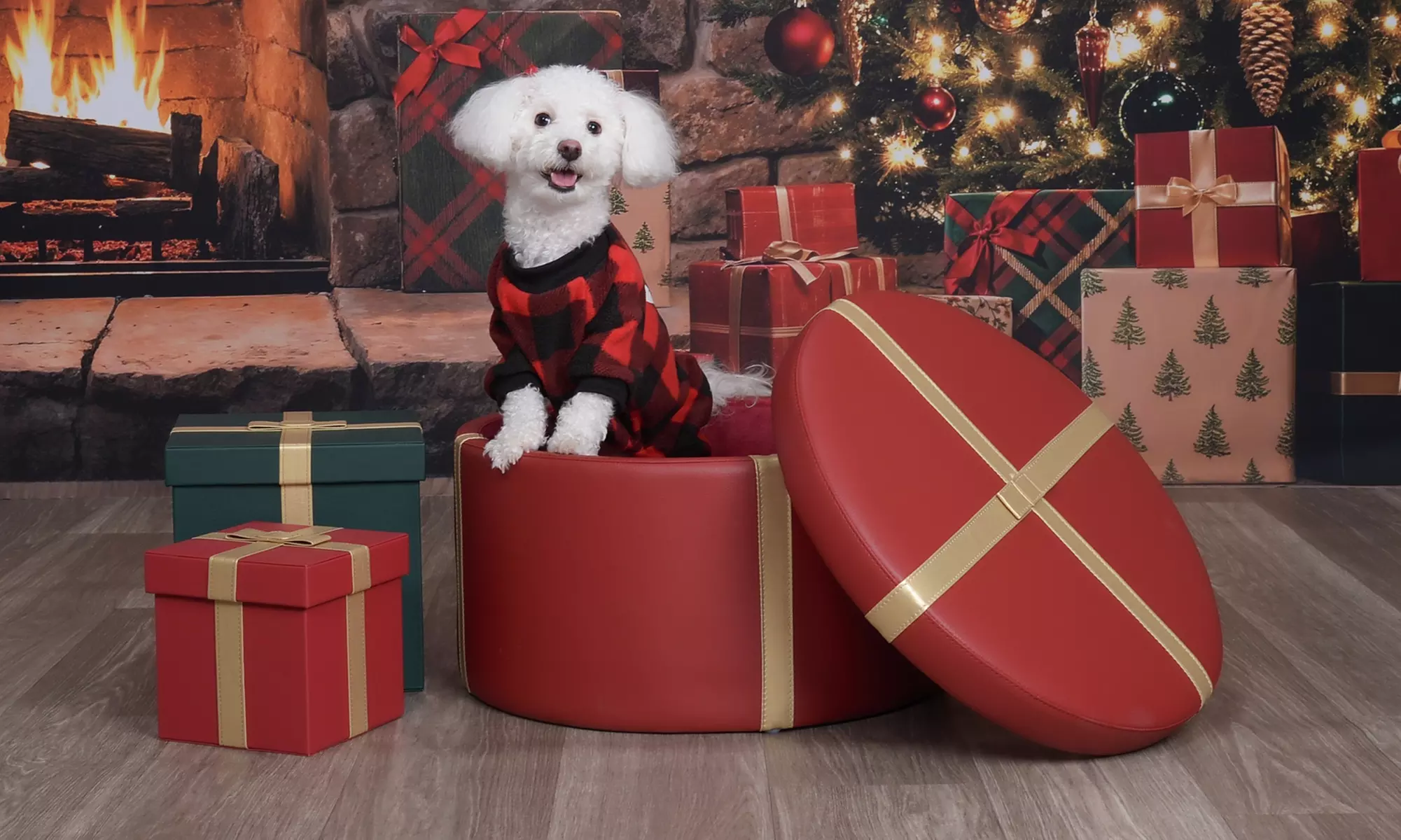 JCPenney Portraits In-Studio Family & Pet Photography Sessions