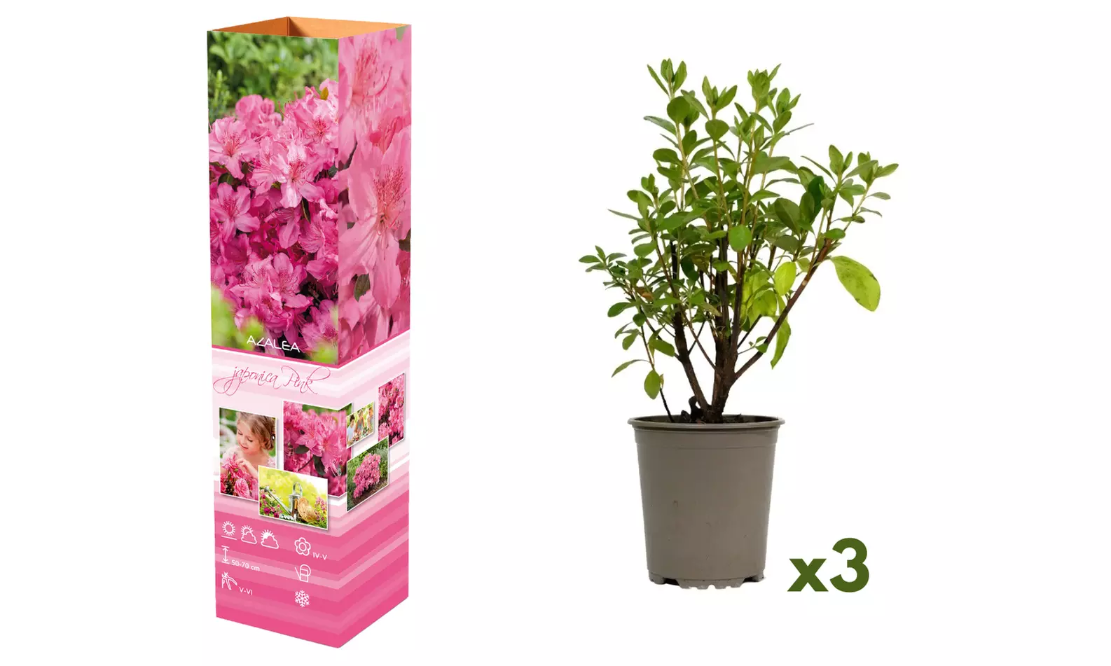 3, 4 o 8 piante di Azalea