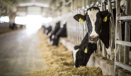 Farm Tour for Four: Valid May 1st to October 31st - Kreider Farms - Manheim, PA