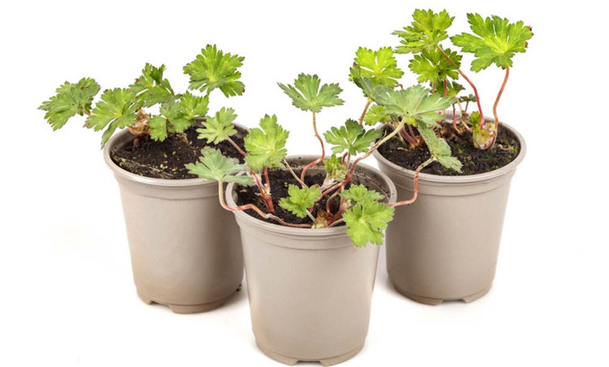 Image 4: Three Geranium 'Rozanne' Potted Plants