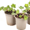 Image 4: Three Geranium 'Rozanne' Potted Plants