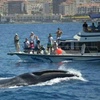 Image 1: Paseo en barco para avistamiento de cetáceos