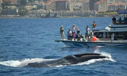 Para 2 personas Paseo en barco para avistamiento de cetaceos - Travelin' Lady Tenerife
