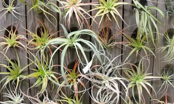 $12 for Three Tillandsias from City Planter ($24 Value) - Primary Image