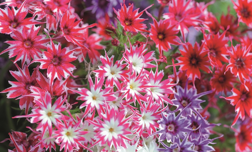 Image 16: 15 Mixed Garden Ready Summer Bedding Plant Collection