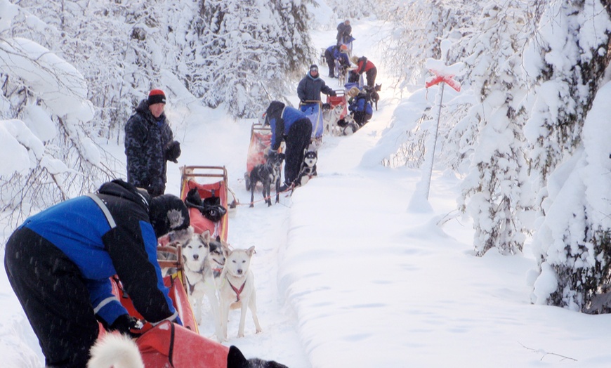 Image 6: Lapland Dog Sledding