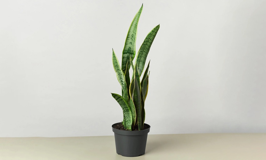 Image 12: Air Purifying Snake Plant 'Laurentii' from House Plant Shop with Free Shipping (Up to 15% Off)