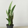Image 12: Snake Plant 'Laurentii' in 3", 4", and 6" Sizes with Free Shipping (Up to 15% Off)