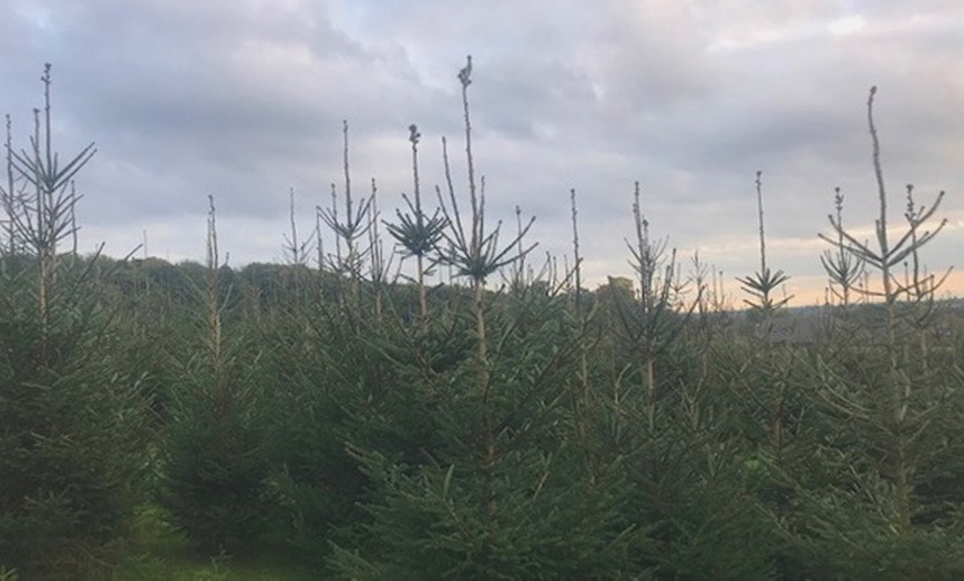 Image 6: Weihnachtsbaum-Abenteuer: Blaufichte fällen & Glühwein/Punsch
