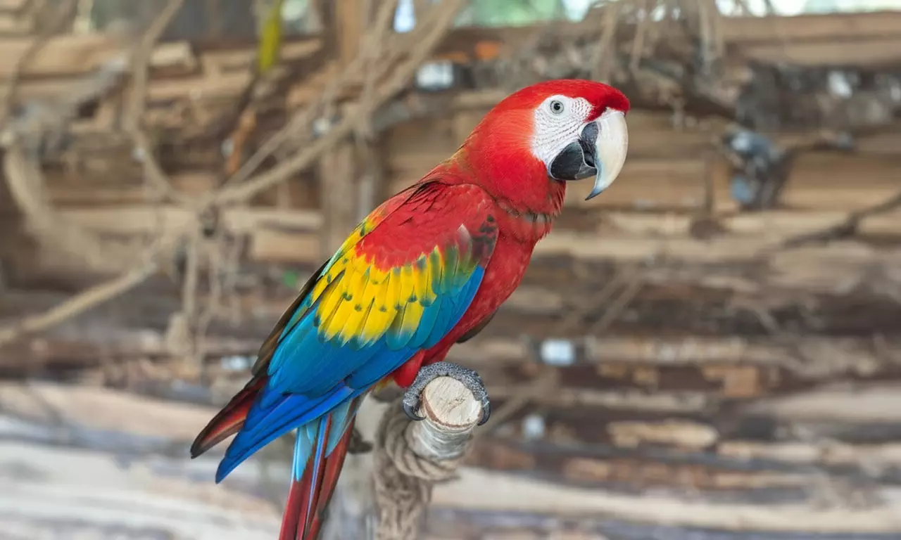 Bliskie spotkanie z papugami: bilety pojedyncze i dla całej rodziny do Papugarni Olsztyn (do -22%) - Primary Image
