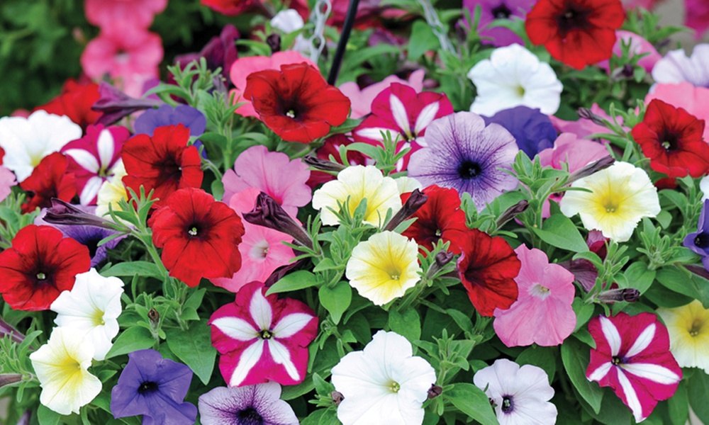 30 or 60 Petunia Easy Wave Mixed Plants