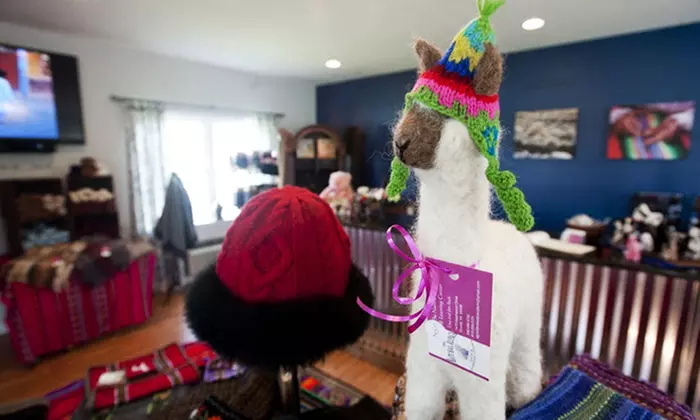 Alpaca Farm Experience at A Goode View Alpaca Farm (Up to 69% Off) - Second Medium