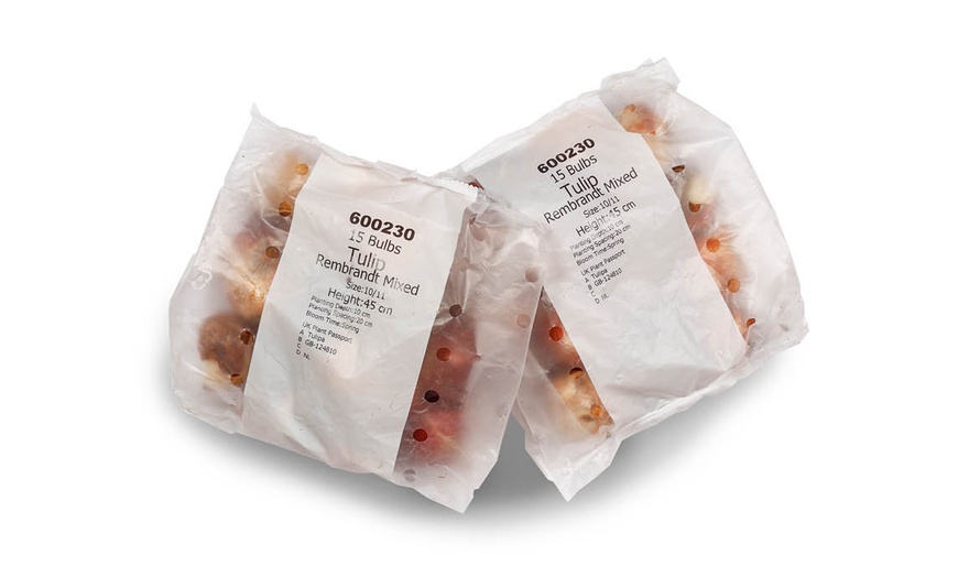 Image 3: 15 or 30 Tulip Rembrandt Mix Bulbs