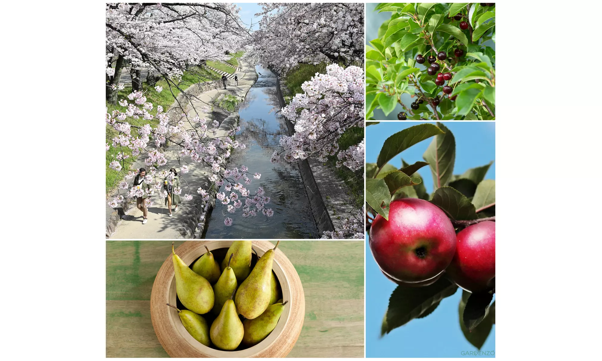 Set van 3 fruitbomen