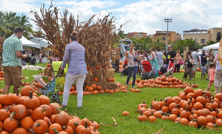 Coconut Grove Pumpkin Patch Festival In - Miami, FL | Groupon