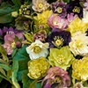 Image 1: Hellebore Breeder’s Mix Winter-Flowering Perennial Plug Plants