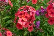 Mixed Phlox Paniculata 'Fragrant Collection' - 3 or 12 Plants - Image 5