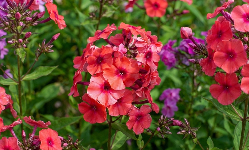 Image 5: Mixed Phlox Paniculata 'Fragrant Collection' - 3 or 12 Plants