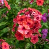 Image 5: Mixed Phlox Paniculata 'Fragrant Collection' - 3 or 12 Plants