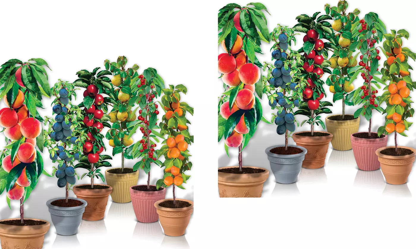 Collection de 4, 6, 8 ou 12 vergers columnaires