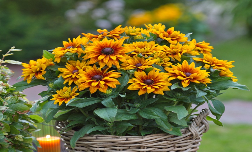 Image 5: Three or Six Rudbeckia Sunshine Collection Plants