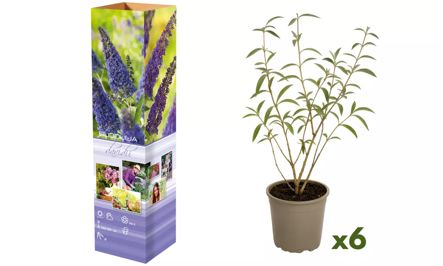 Set van 3 of 6 vlinderstruiken van het
